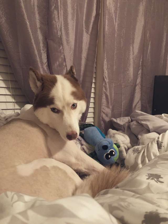 Милого хаски так неудачно постригли, что его не узнать. Но пес не унывает истории из жизни