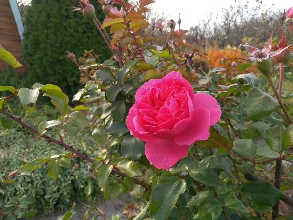 Розы в саду. 10 важных нюансов, которых вы, может быть, не знали дача,Нижегородская обл,[889307],сад и огород,цветоводство