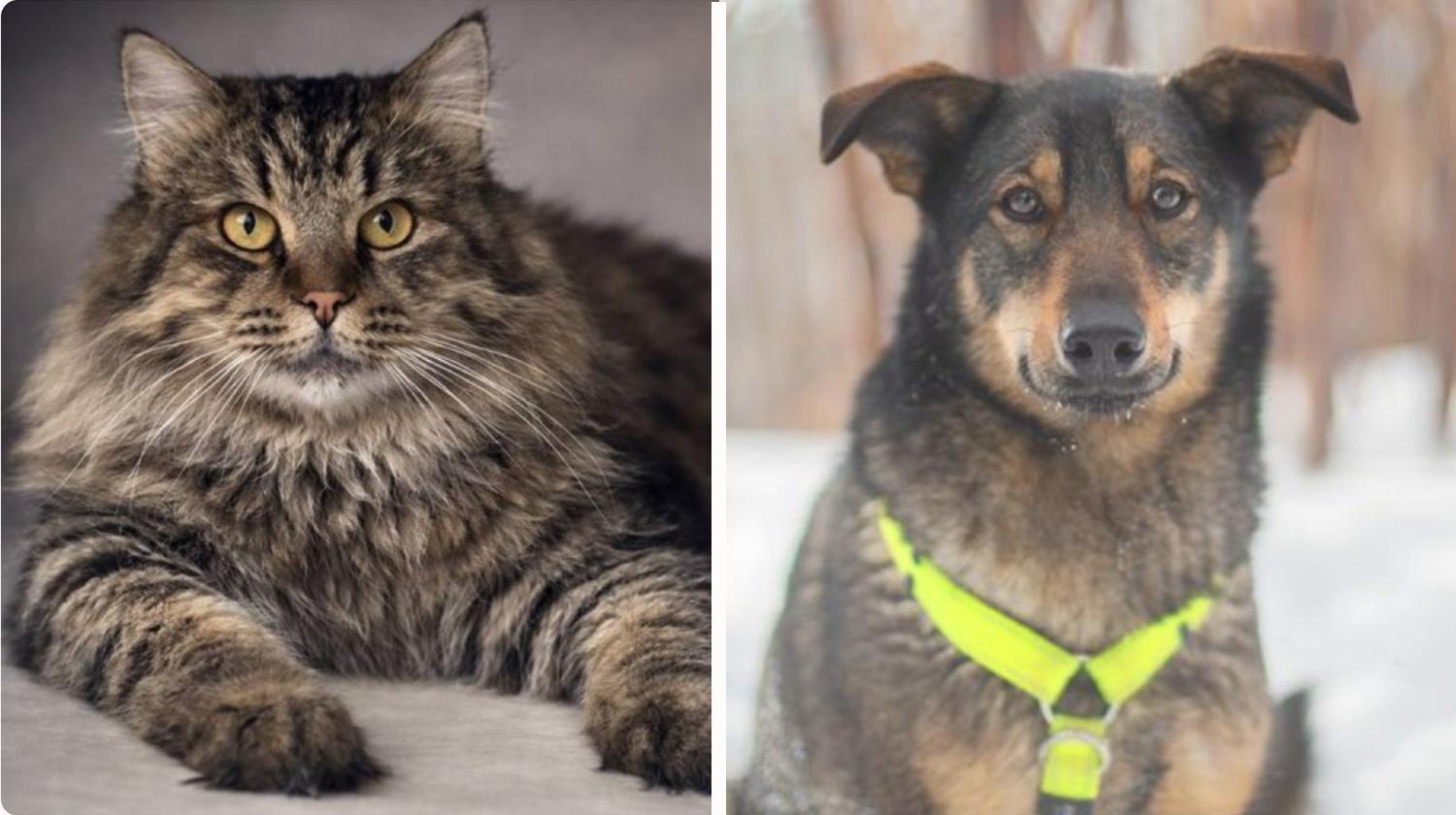 Котопёс недели: возьмите из приюта ласковую собаку Блум или нежного кота Аркадия