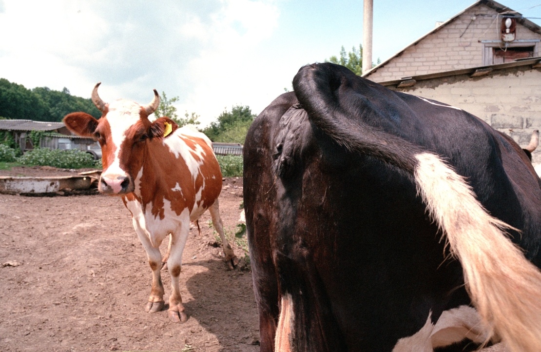 «Территория вечного счастья без водопровода». Как под Харьковом живет коммуна любителей всего советского «Территория вечного счастья без водопровода». Как под Харьковом живет коммуна любителей всего советского коммуна,община «Спарта»