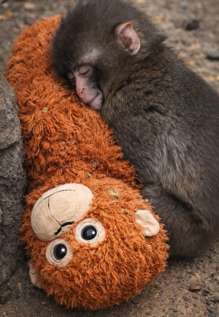 Впервые познал живые объятия и первый раз постоял за себя: новости про обезьянку Панча, за которой следит весь мир Панча, зоопарка, малыша, игрушку, чтобы, только, обезьянки, теперь, Панчу, стали, обезьян, которые, точно, долларов, макака, своих, более, своей, матерей, обезьяна