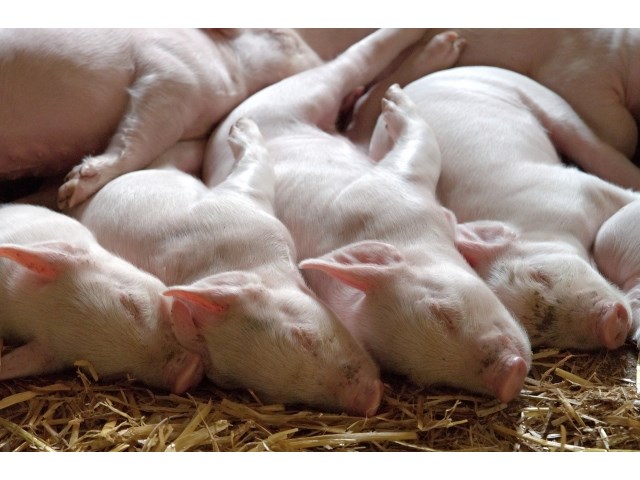 Онкология и «импортозамещение»: РФ вывозит здоровое питание, а ввозит — яд россия