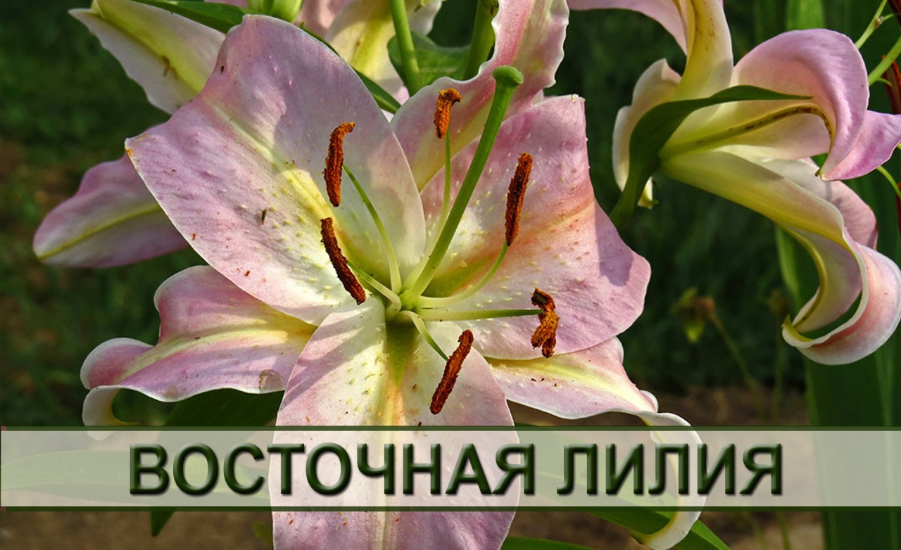 Самые ароматные цветы для вашего сада