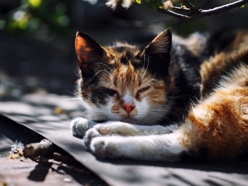 Очень колоритные уличные коты город, кот, кошка, улица, уличные кошки, эстетика