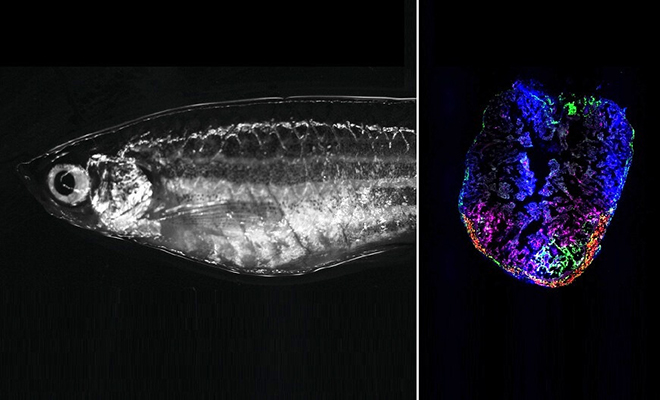 Ученые нашли рыбу, которая сама себе восстанавливает сердце и поняли, как она это делает фибробласты, сердце, сердца, можно, данио, повреждения, статьи, стать, однако, также, человека, числе, млекопитающих, вперед, клику, шагом, огромным, может, уровня, открытие