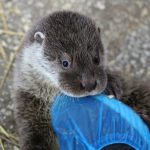 Самые необычные питомцы, которых заводили люди в древности