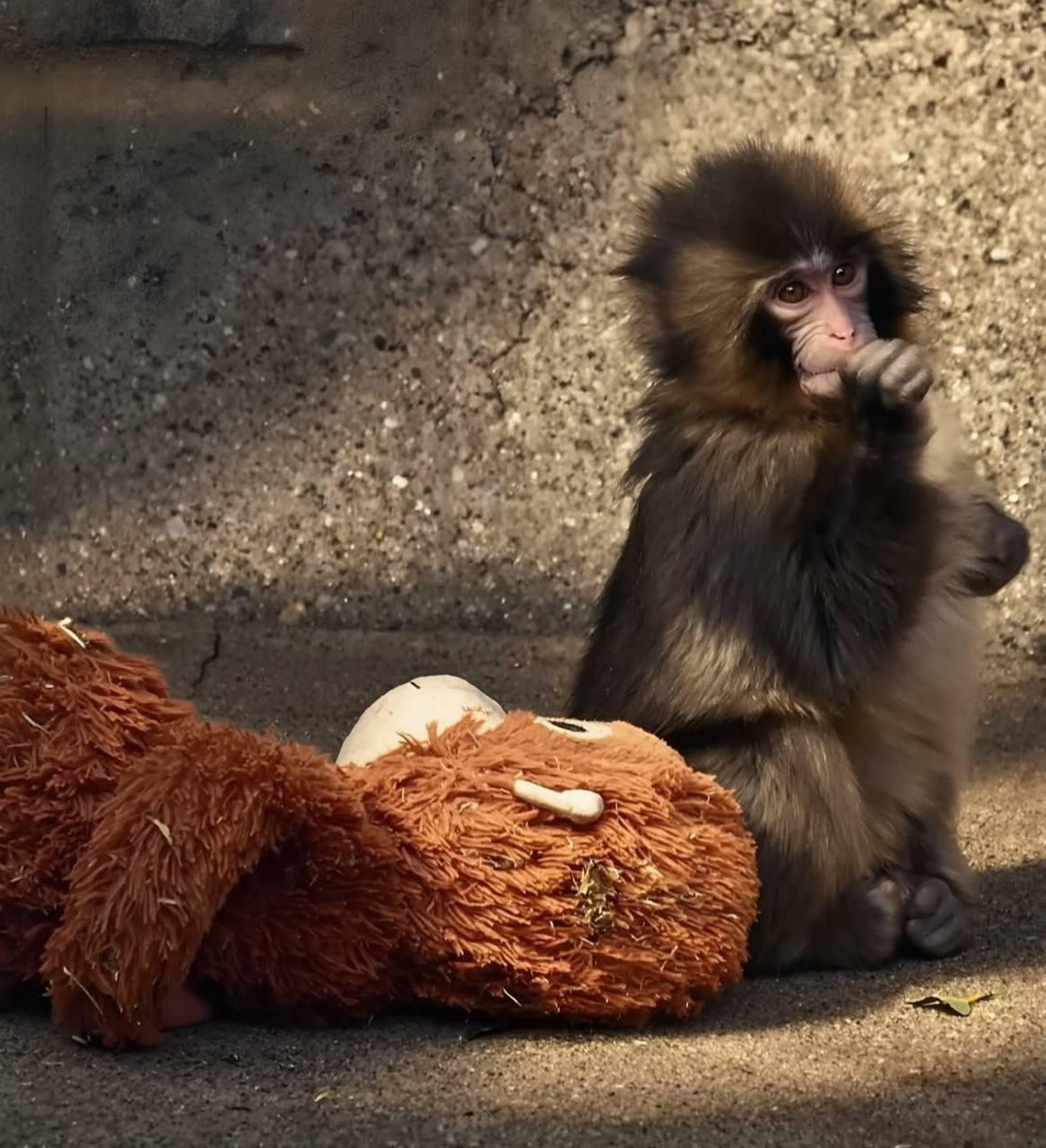 Впервые познал живые объятия и первый раз постоял за себя: новости про обезьянку Панча, за которой следит весь мир Панча, зоопарка, малыша, игрушку, чтобы, только, обезьянки, теперь, Панчу, стали, обезьян, которые, точно, долларов, макака, своих, более, своей, матерей, обезьяна