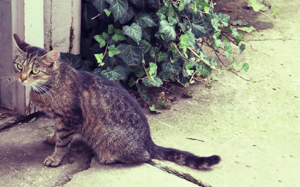 Мой ласковый и нежный друг кошка "Псейка" не всё так грустно