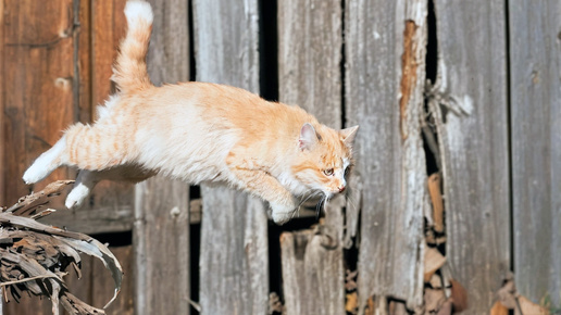 Усатая сваха