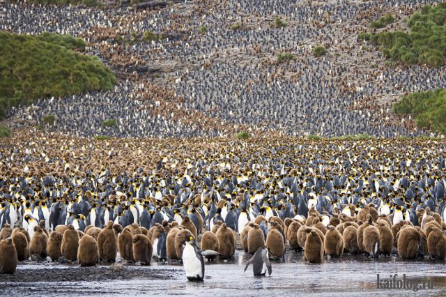 Лучшие фото National Geographic 2015 (75 фото)