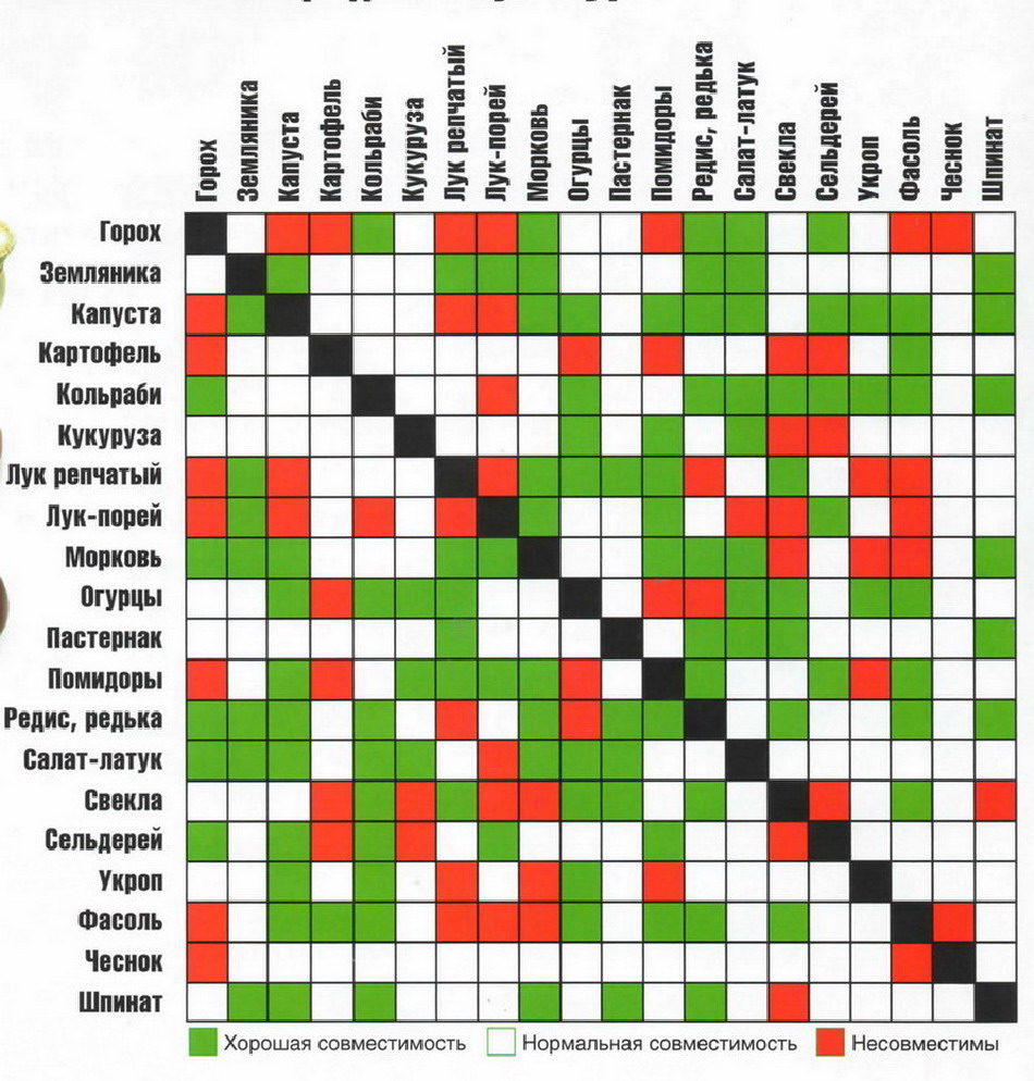 Соседство на грядке овощей таблица фото на русском