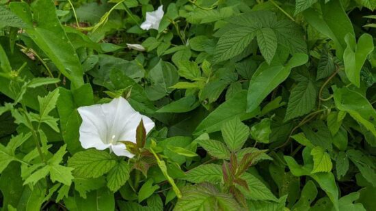 Сорняк-агрессор: садовод Тупицына рассказала, как истребить вьюнок вокруг ягодных кустов