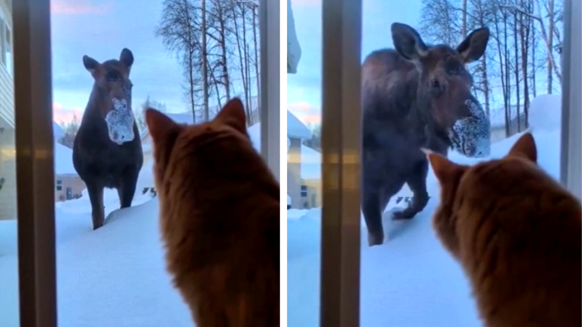 Когда просто выглянул во двор и увидел лося  ЕЩЕ ФОТО --->>