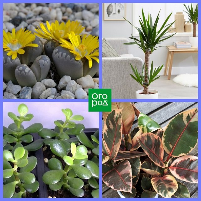 Какие комнатные растения соответствуют вашему знаку Зодиака Какие комнатные растения соответствуют вашему знаку Зодиака домашний досуг,комнатные растения