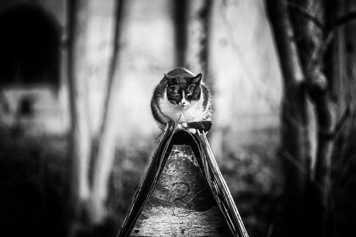 Кошки, которые сидят в неудобных местах: фотопроект Sabrina Boem Уютная подборка любимых питомцев