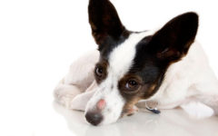 Кожные заболевания у собак: причины, симптомы, виды