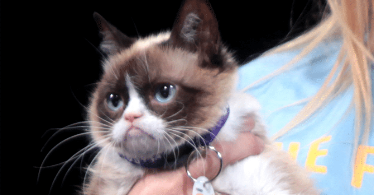 От курицы до попугая: 11 самых богатых животных в истории! От курицы до попугая: 11 самых богатых животных в истории! животные