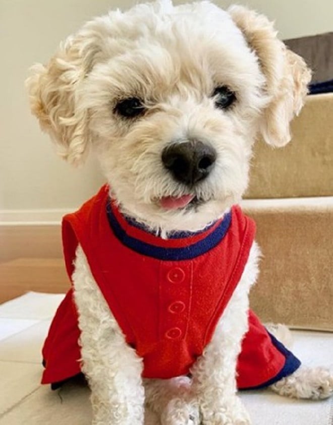 Одетая собачка