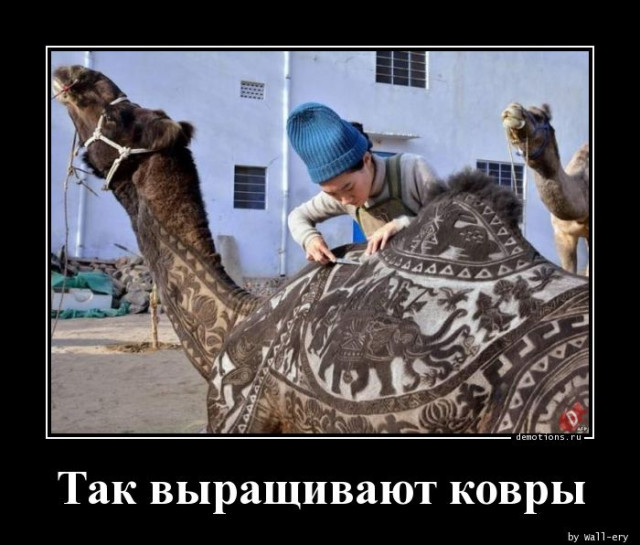 Демотиваторы на любой вкус: «Когда пельмени ещё не остыли» 