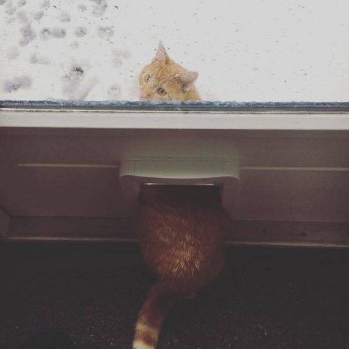 Зима и кошки Зима и кошки