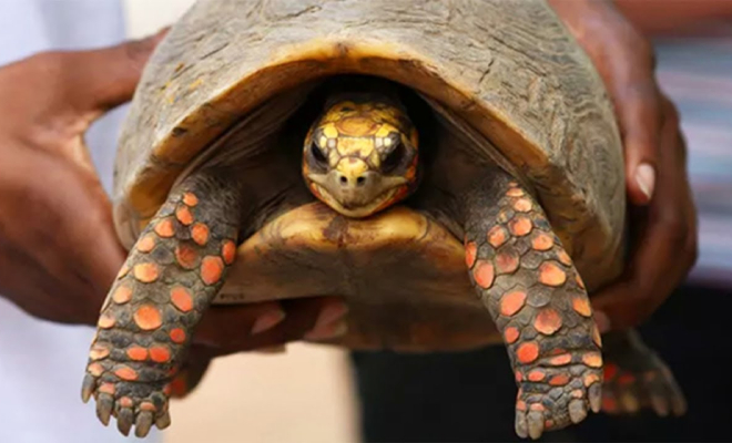 У семьи пропала черепаха, а через 30 лет случайно нашлась. Все эти годы она незаметно жила на чердаке