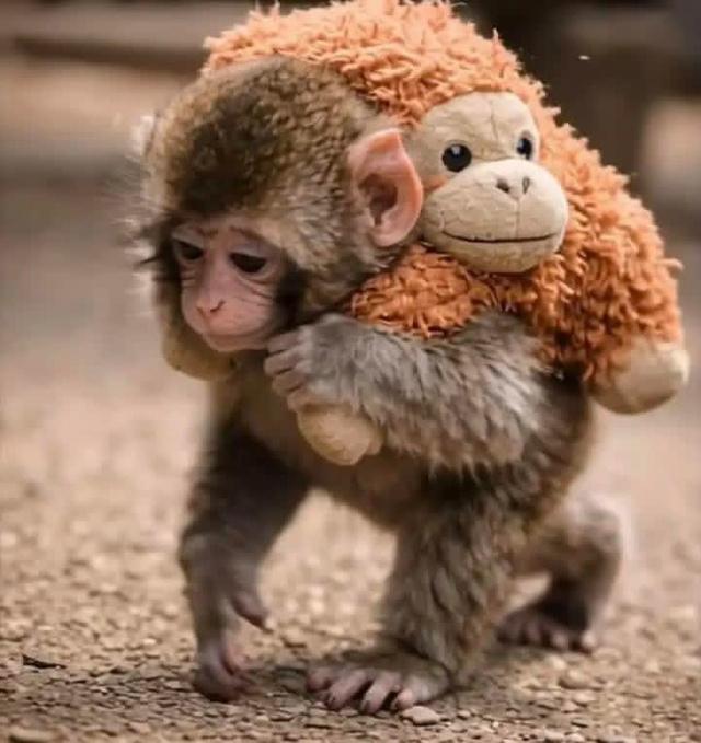 Впервые познал живые объятия и первый раз постоял за себя: новости про обезьянку Панча, за которой следит весь мир Панча, зоопарка, малыша, игрушку, чтобы, только, обезьянки, теперь, Панчу, стали, обезьян, которые, точно, долларов, макака, своих, более, своей, матерей, обезьяна