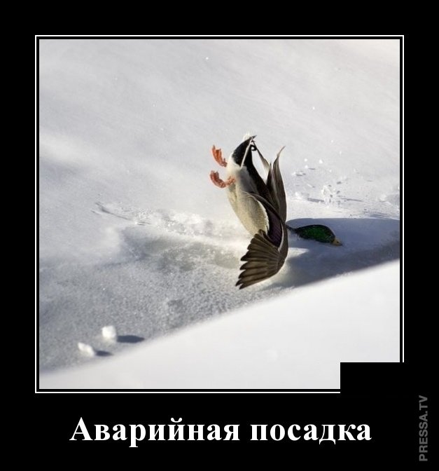 Смешные и веселые жизненные демотиваторы Смешные и веселые жизненные демотиваторы