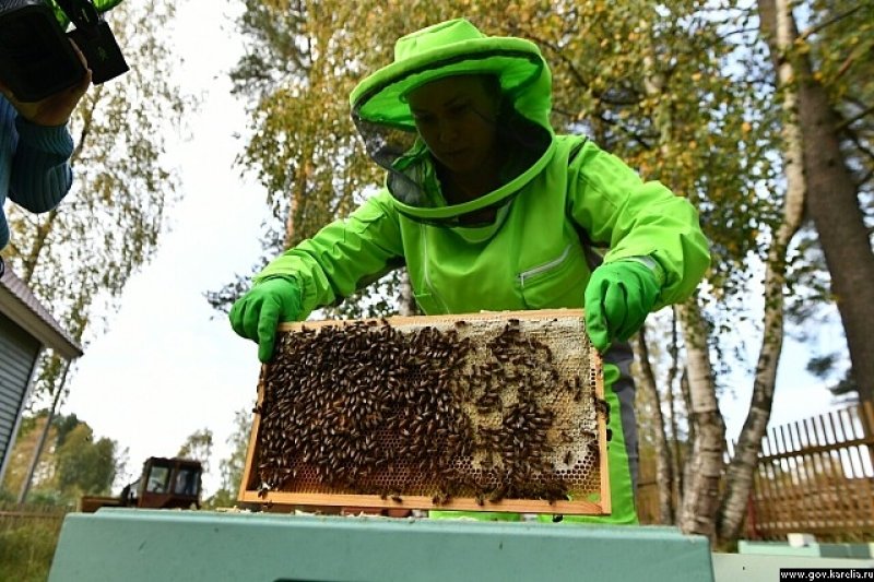 Лужков рассказал, как остановить массовую гибель пчел