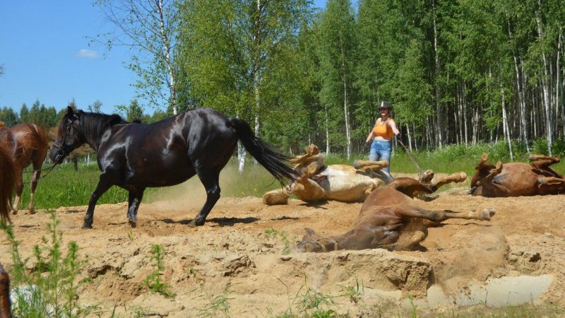 Тренер-берейтор из Тверской области организует конно-туристические смены для детей