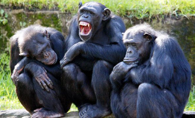 Ученые обнаружили, что у обезьян есть секретный язык: в словарном запасе шимпанзе 400 фраз и они обсуждают людей приматов, шимпанзе, контрольной, Вполне, разных, помощи, звукам, смысл, добавляют, вероятно, данных, хватает, модуляций, понимания, фразу Для, целую, формируя, последовательно, издавать, тонов