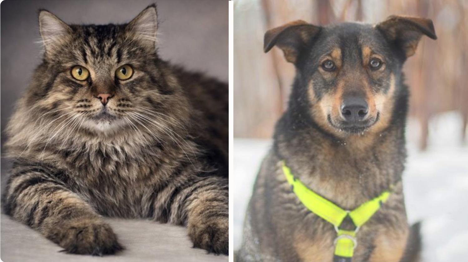 Котопёс недели: возьмите из приюта ласковую собаку Блум или нежного кота Аркадия format-article,noindex,аркадий (ii),вирта,фонд,В курсе,вн,тер,г,муниципальный округ Бутырский [95251326],г,Москва [1405113],НадоБратьЗимой2026,ул,Новодмитровская [1413312]