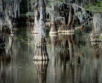 Фантастические кипарисы на озере Каддо, создающие иллюзию потустороннего мира природа,Путешествия,фото