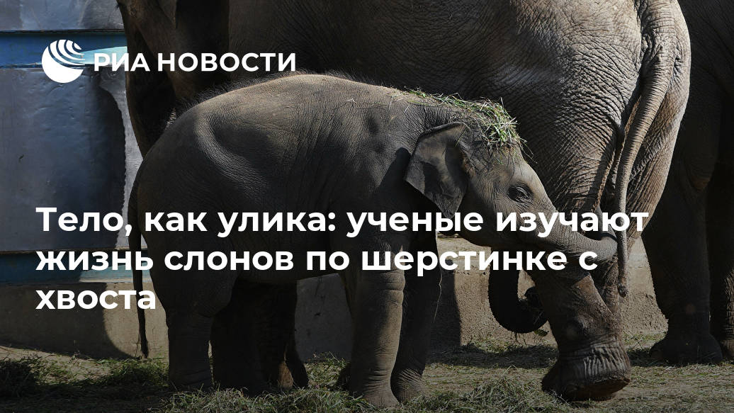 Тело, как улика: ученые изучают жизнь слонов по шерстинке с хвоста Лента новостей