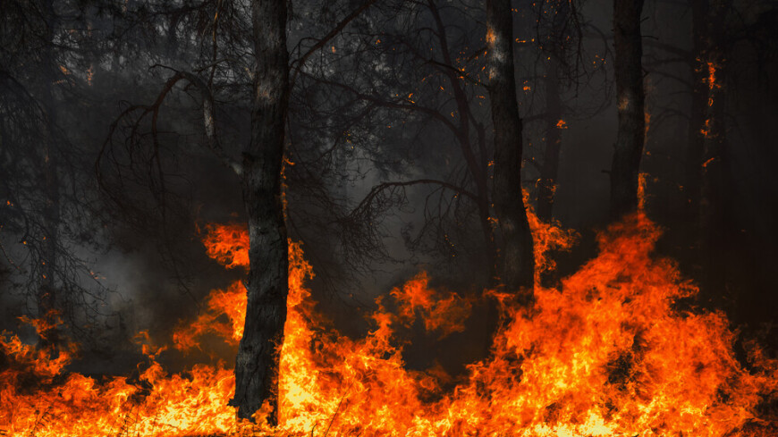 Режим ЧС введен на Ямале из-за лесных пожаров