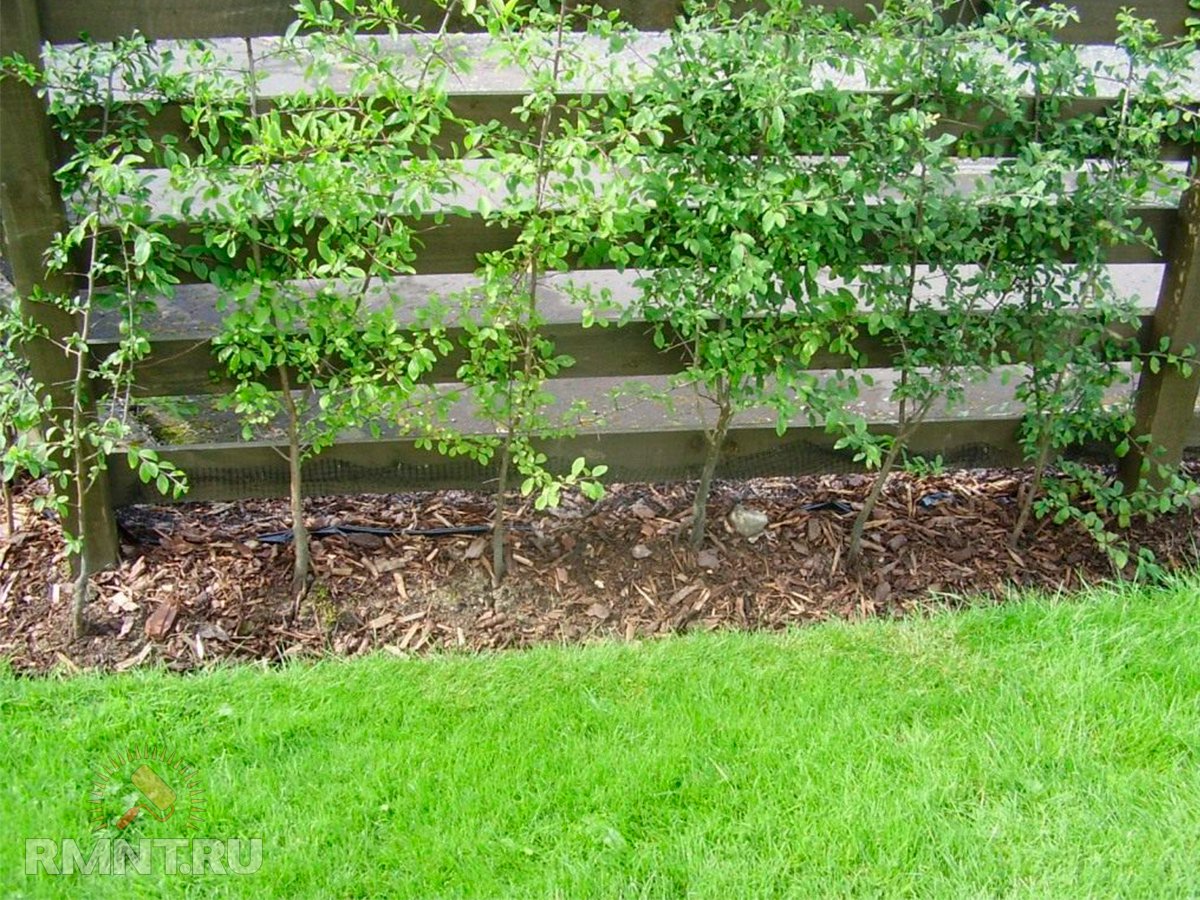 Как замаскировать неприглядные вещи на участке благоустройство территории,ландшафный дизайн