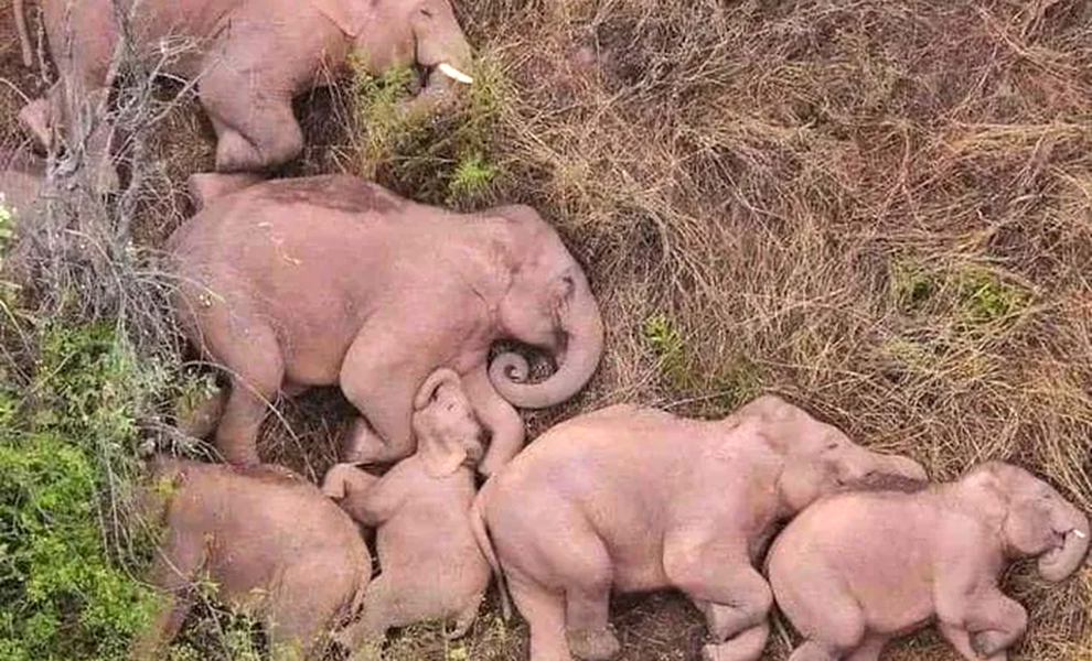 Фотограф запускал дрона над полем и случайно увидел, как спит семья слонов: видео