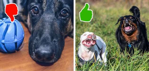 11 ошибок, которые пора перестать совершать каждому, кто любит свою собаку