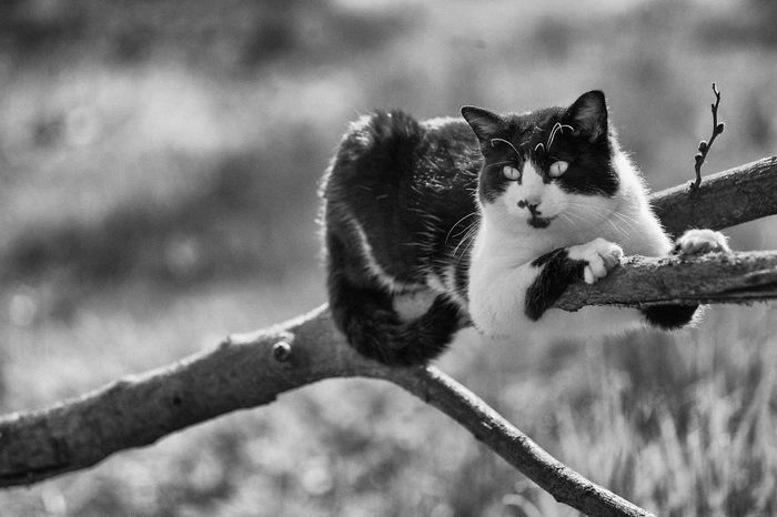 Кошки, которые сидят в неудобных местах: фотопроект Sabrina Boem Уютная подборка любимых питомцев