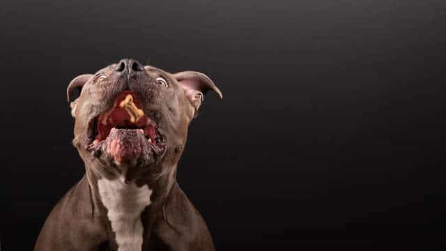 собака на фото