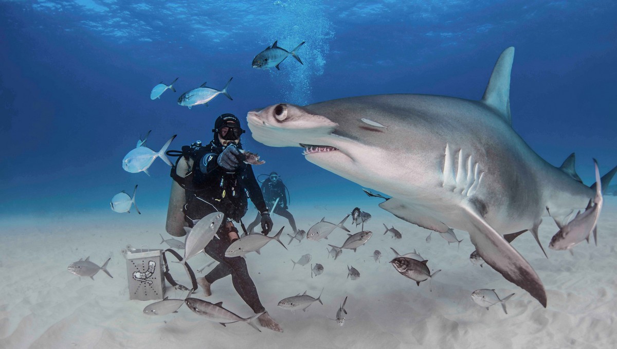 Впечатляющие кадры: дайверы кормят акулу-молота 