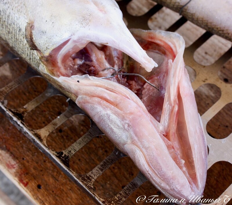 Судаки копчёные Судаки копчёные