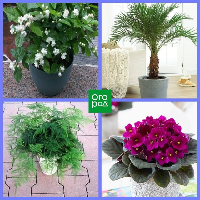 Какие комнатные растения соответствуют вашему знаку Зодиака Какие комнатные растения соответствуют вашему знаку Зодиака домашний досуг,комнатные растения