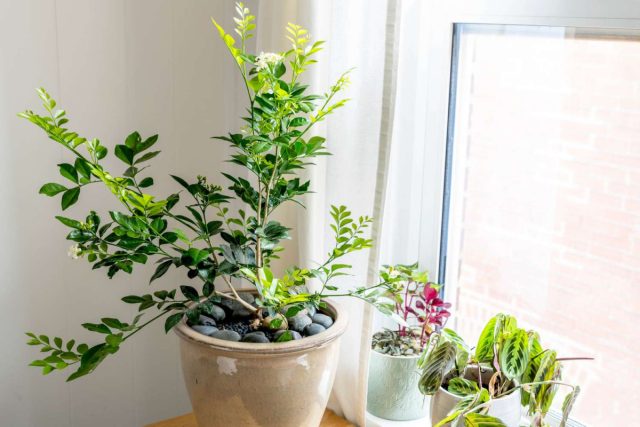 Живой освежитель воздуха: 12 ароматных растений для дома и офиса комнатные растения,садоводство