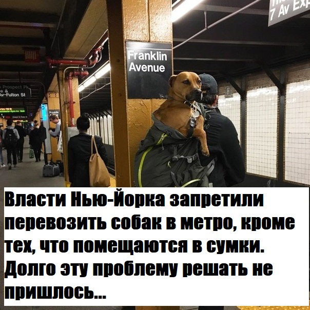 Забавные картинки и смешные фото с надписями из сети