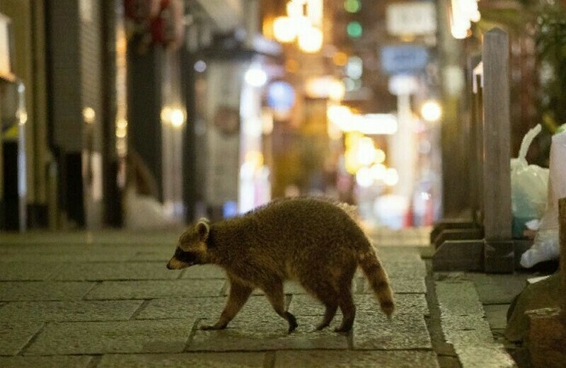 Енот на улице города Осака. Фото: english.kyodonews.net