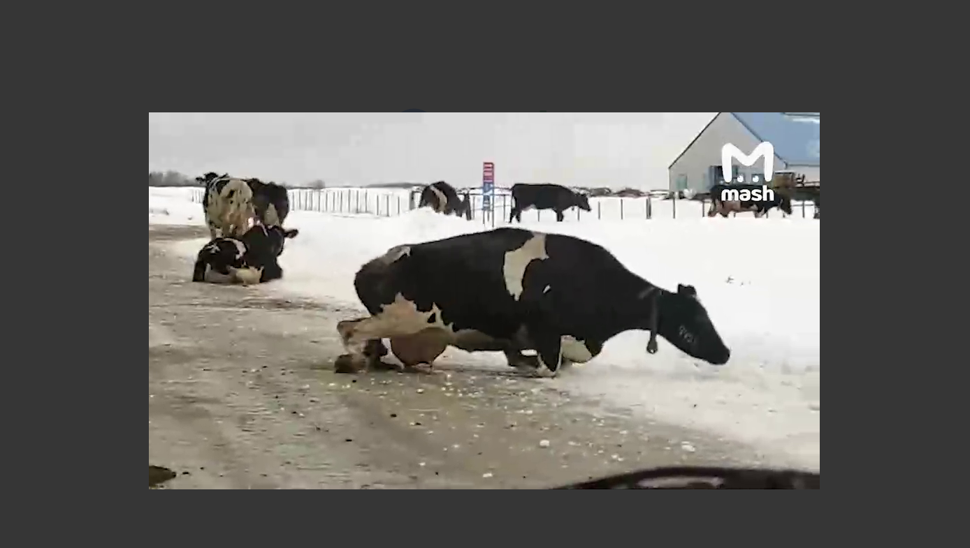 Сколько идет корова на льду. Корова на льду. Небылое коровы на льду. Корова на льду видео.