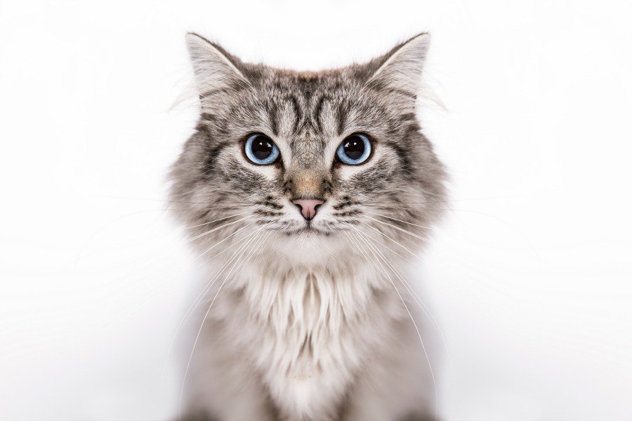 От курицы до попугая: 11 самых богатых животных в истории! От курицы до попугая: 11 самых богатых животных в истории! животные