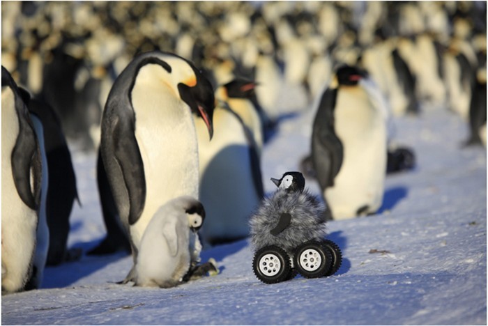 Робот-пингвин для слежки за дикими сородичами