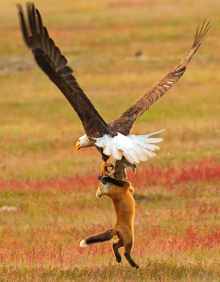 wildlife-photography-eagle-fox-fighting-over-rabbit-kevin-ebi-9-5b0661f5347b7__880 (1).jpg