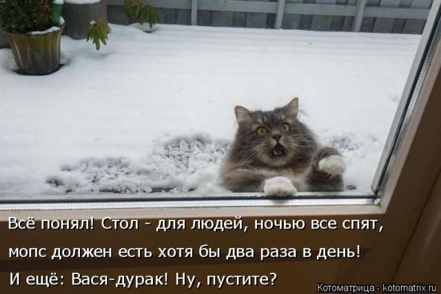 Лучшие котоматрицы недели